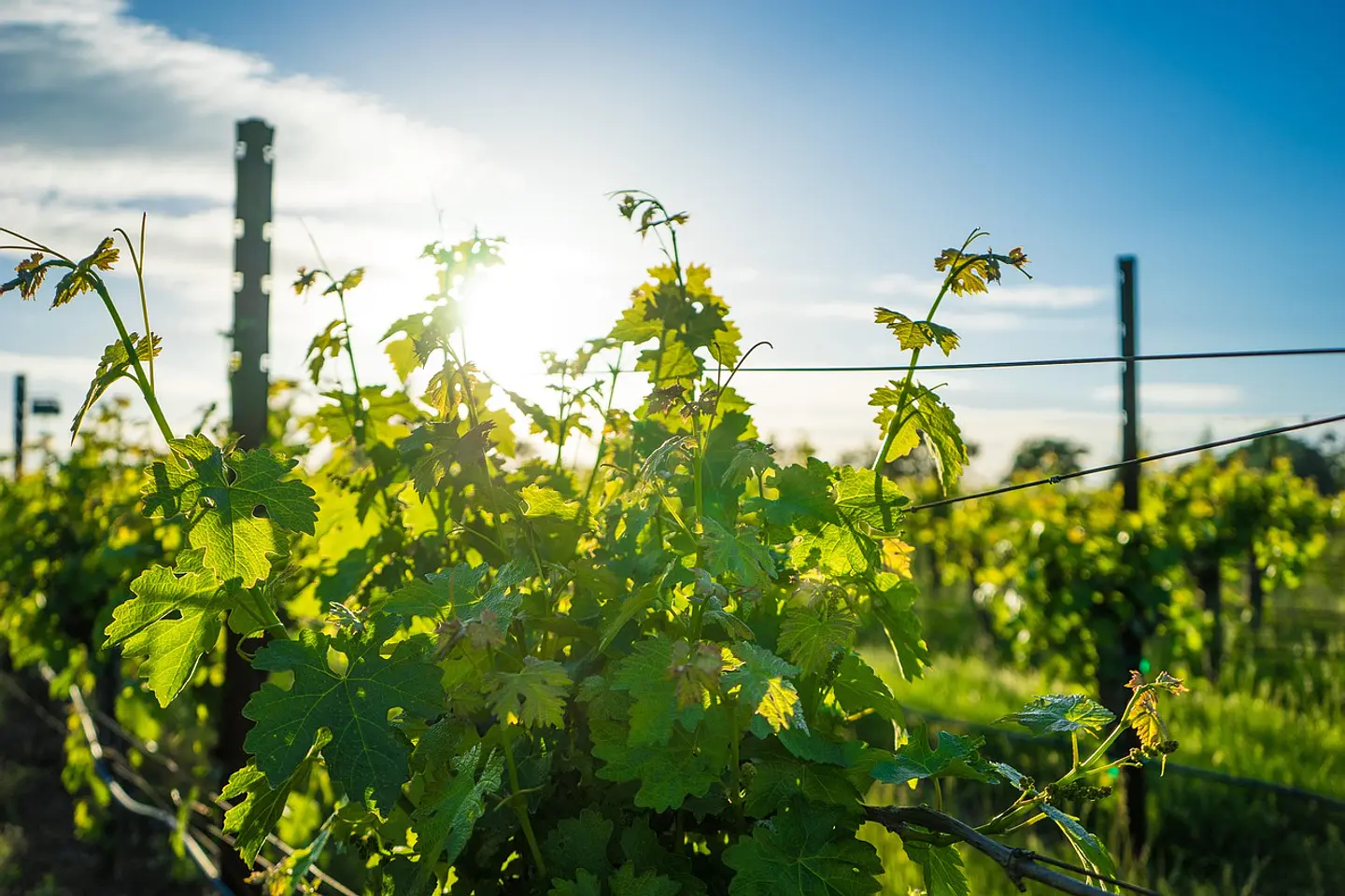 Activos naturales con propósito