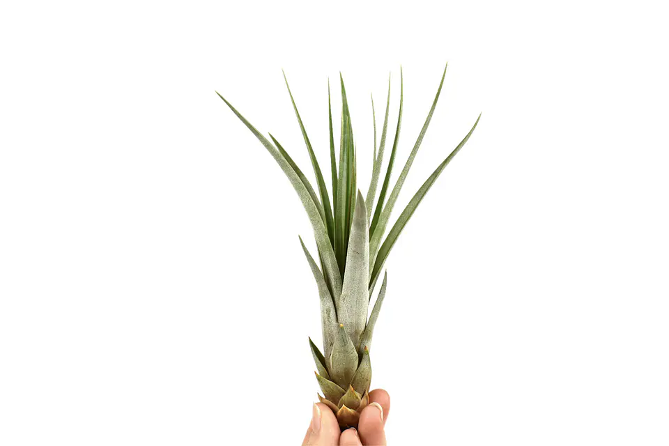 Tillandsia Fasciculata 1