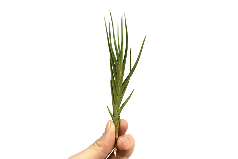 Tillandsia Albertiana 1