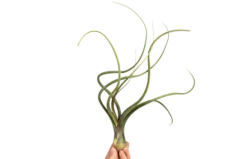Tillandsia Pseudobaileyi
