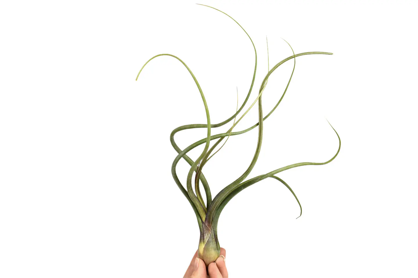 Tillandsia Pseudobaileyi 1