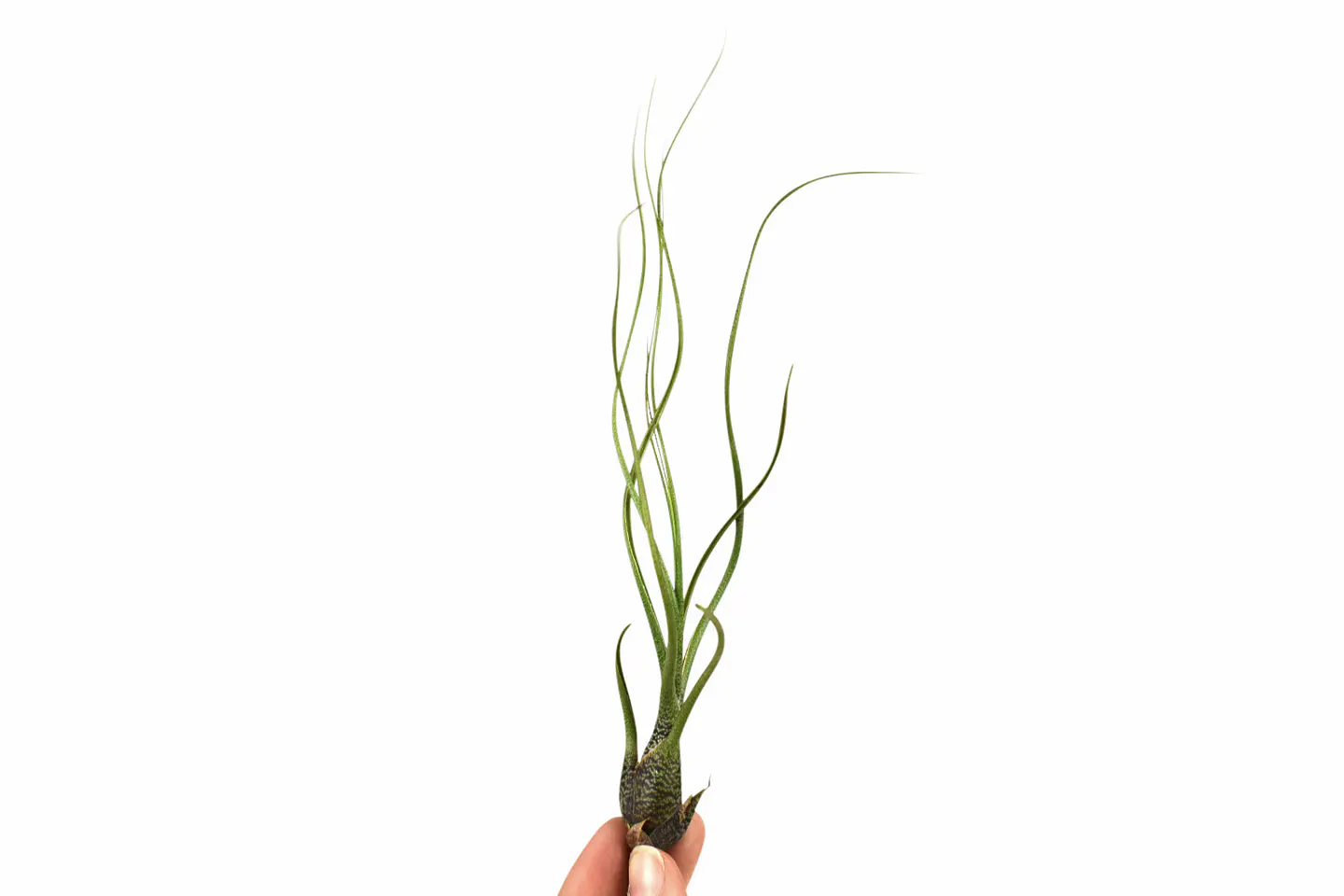 Tillandsia Butzii 1