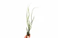 Tillandsia Butzii - thumbnail 1