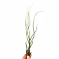 Tillandsia Butzii - thumbnail 1