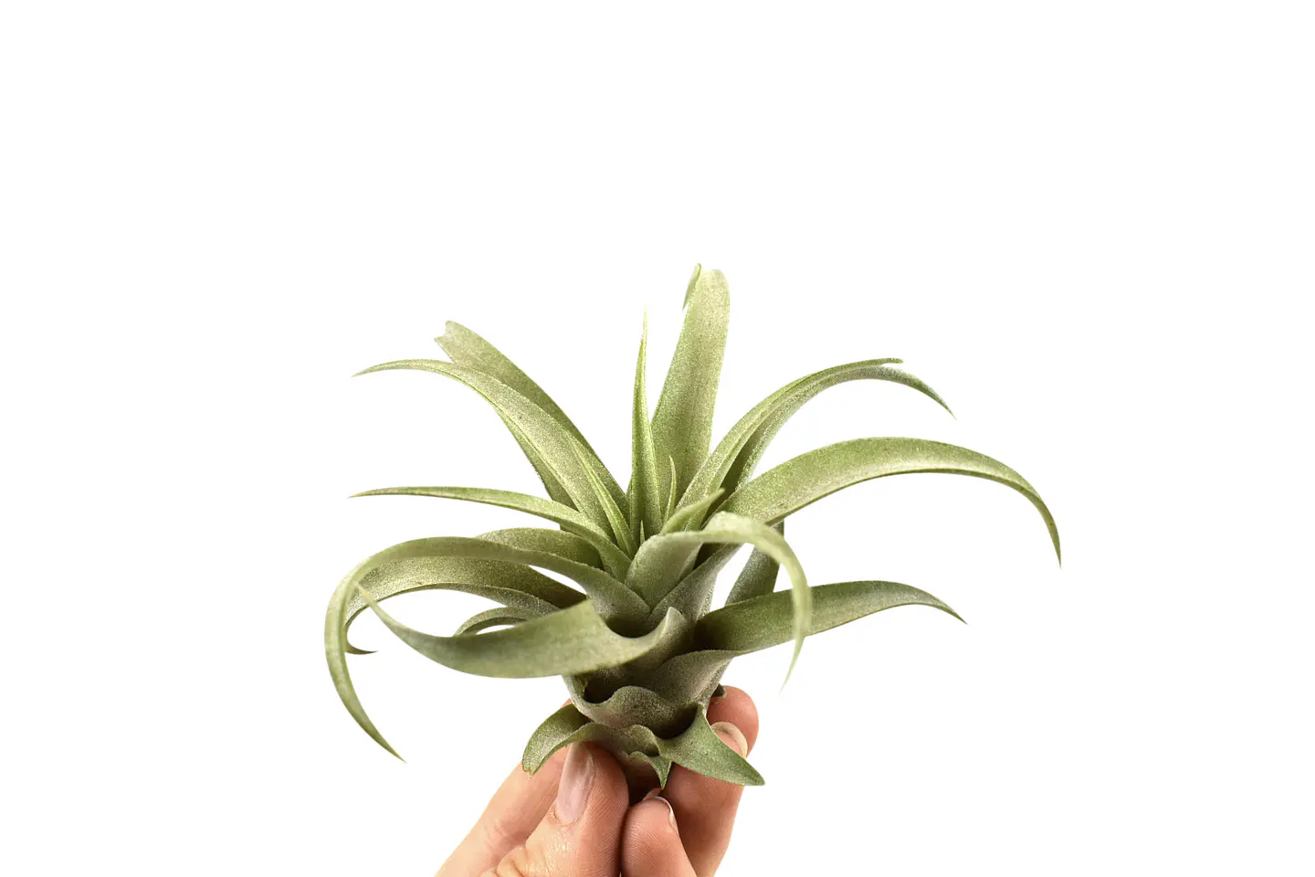 Tillandsia Capitata 1