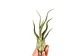 Tillandsia Caput Medusae - Thumbnail 1