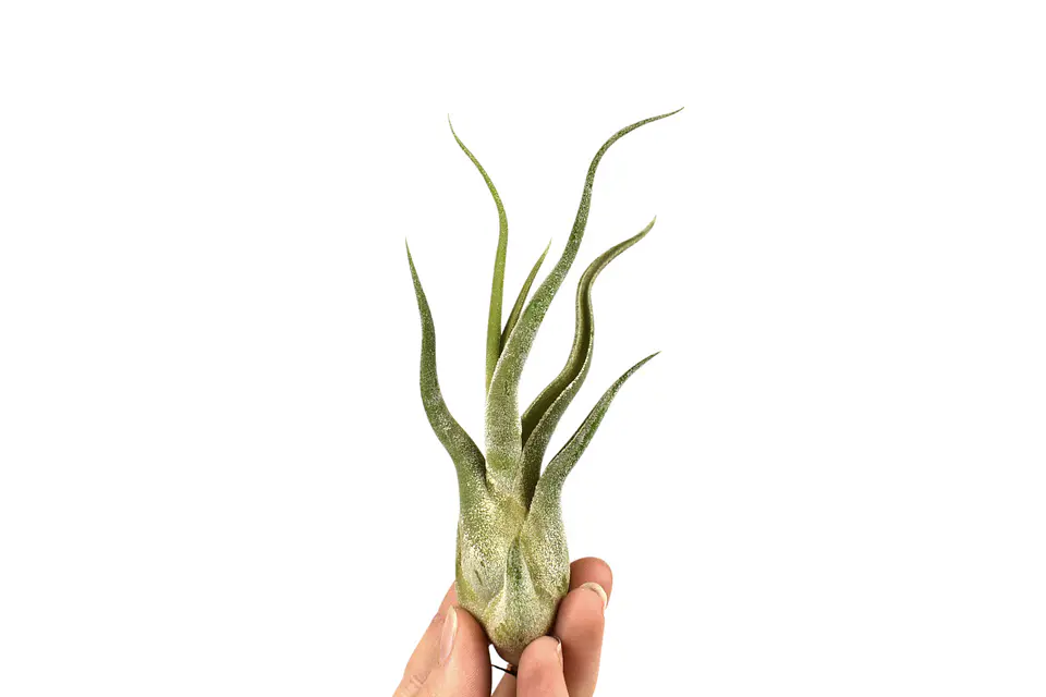 Tillandsia Caput Medusae 1