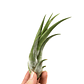 Tillandsia Circinata - thumbnail 1