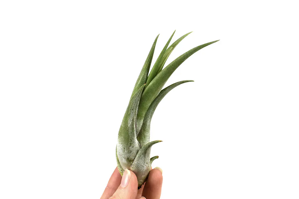 Tillandsia Circinata 1
