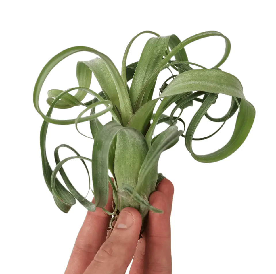 Tillandsia Curly Slim 1