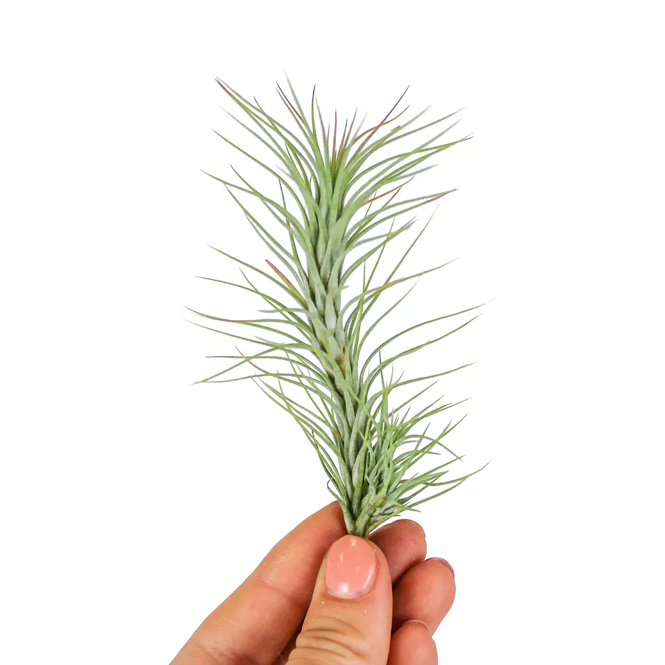 Tillandsia Funckiana - Air Plant 1