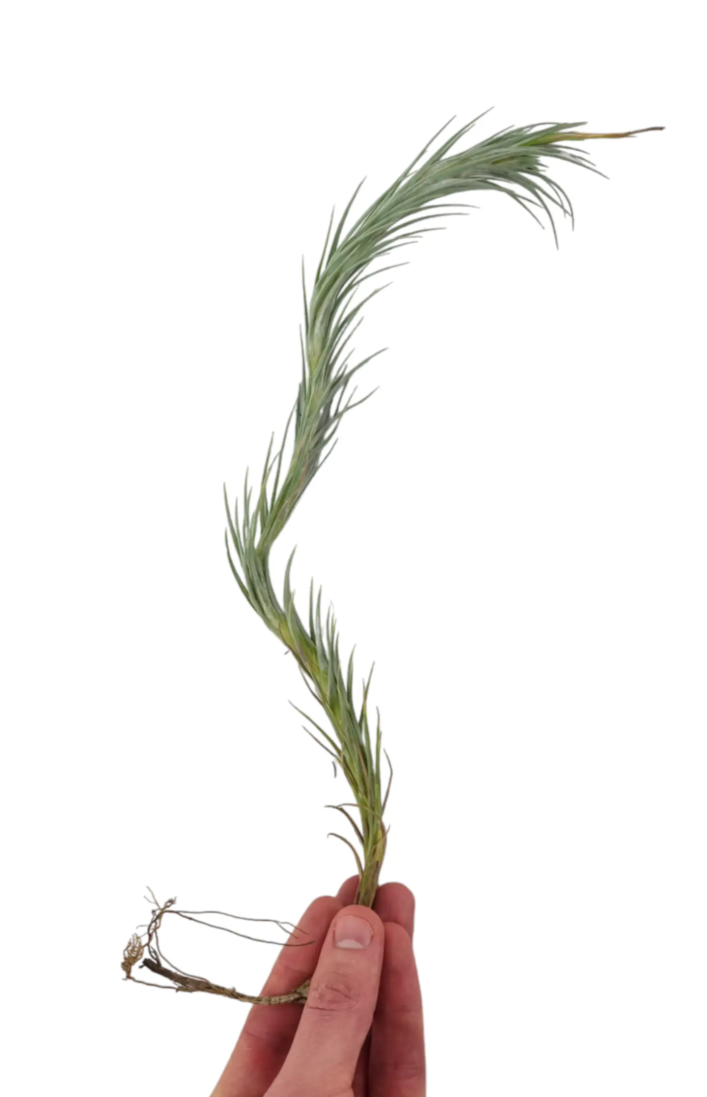 Tillandsia Funckiana Extreme 1