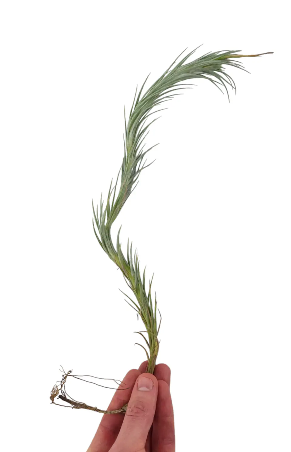 Tillandsia Funckiana Extreme 1