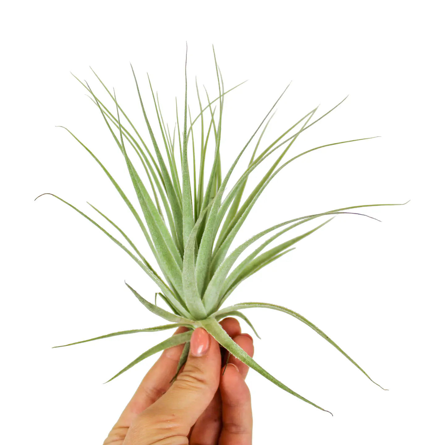 Tillandsia Gardneri 1