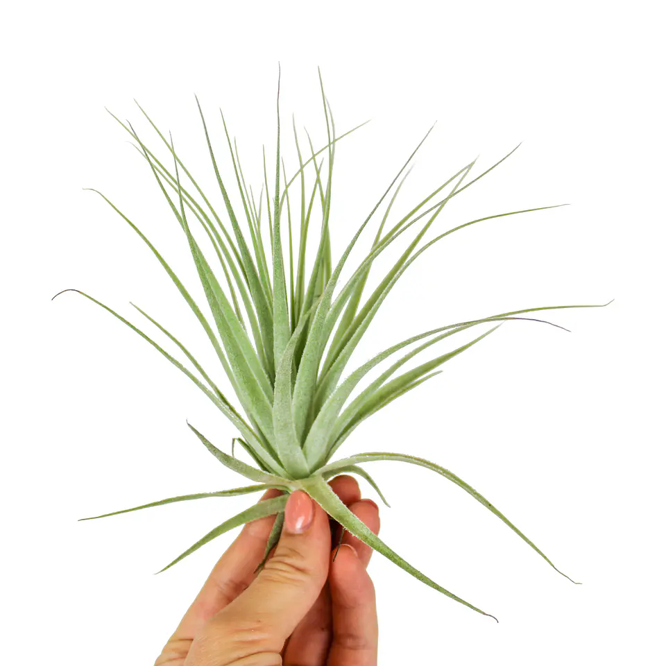 Tillandsia Gardneri 1