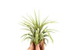 Tillandsia Ionantha Rubra - thumbnail 1