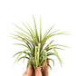 Tillandsia Ionantha Rubra - thumbnail 1
