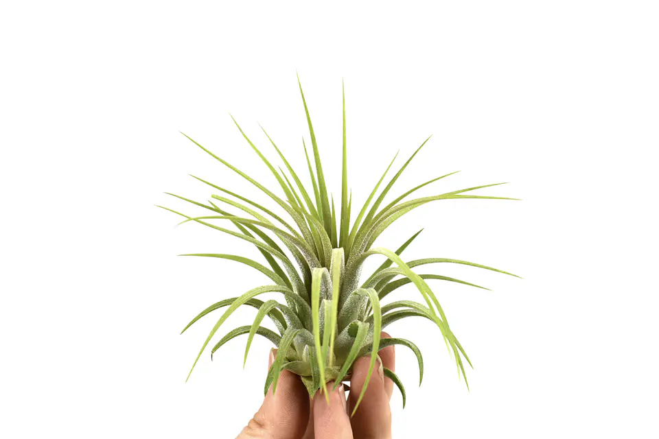 Tillandsia Ionantha Rubra 1