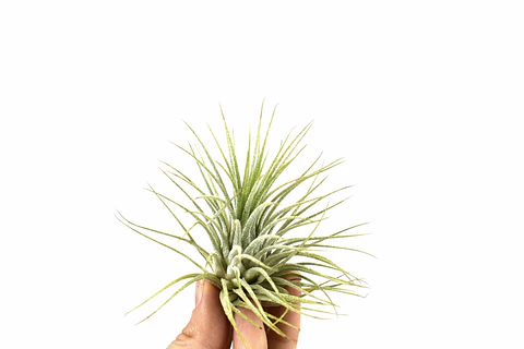 Tillandsia Ionantha Green