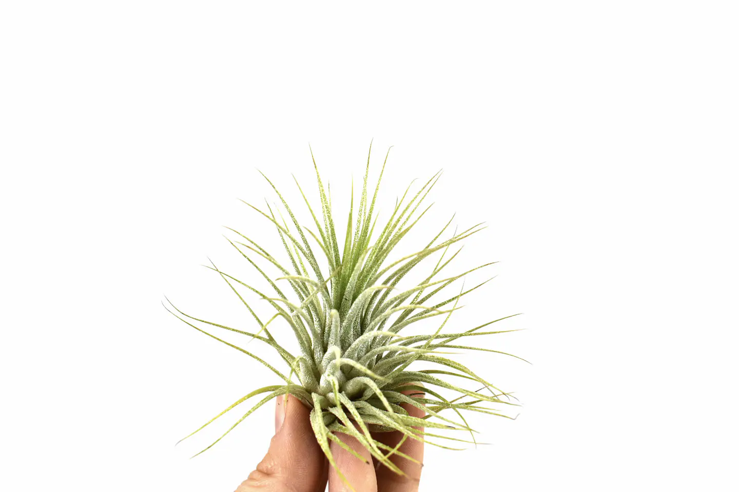 Tillandsia Ionantha 1