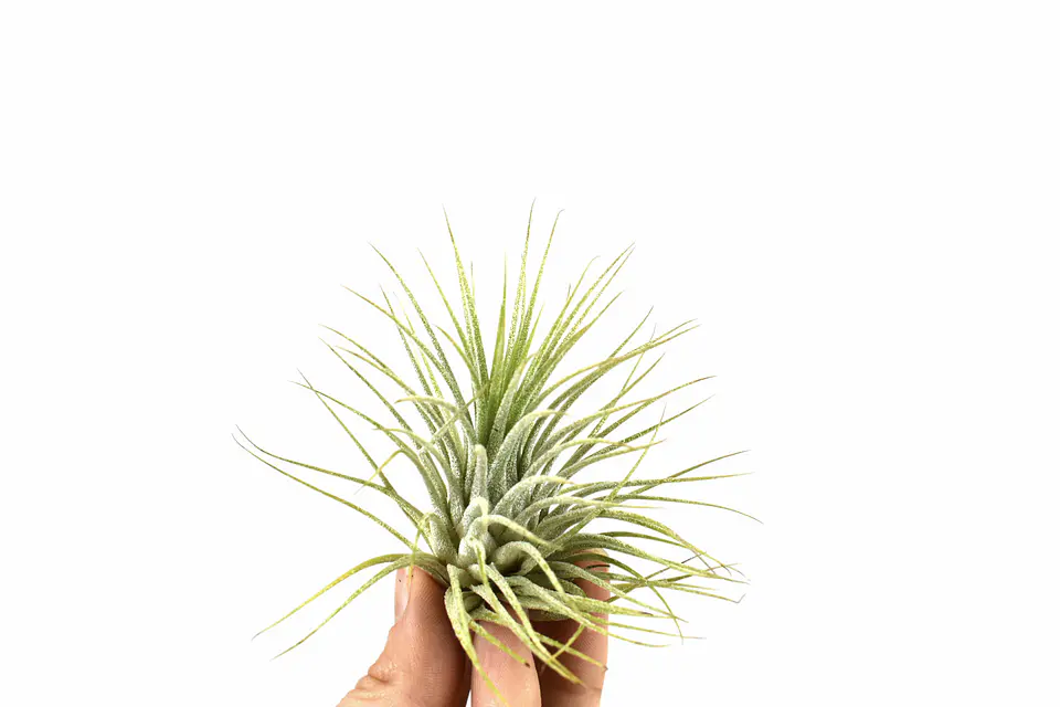 Tillandsia Ionantha 1