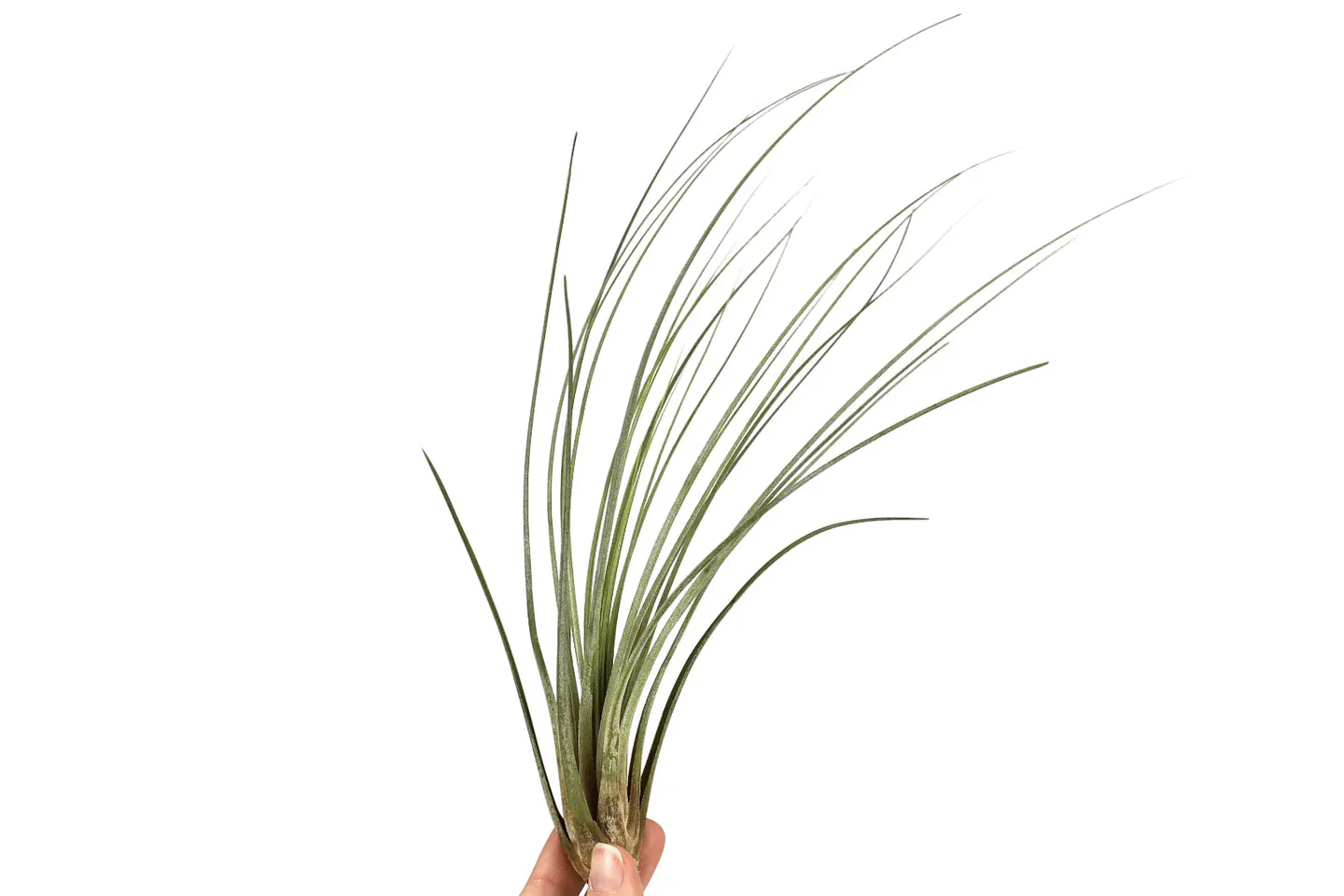 Tillandsia Juncea 1