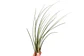 Tillandsia Juncea - thumbnail 1