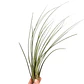 Tillandsia Juncea - thumbnail 1