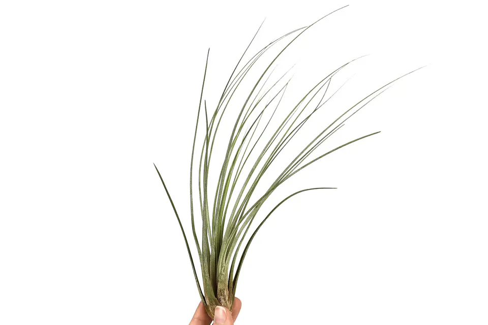 Tillandsia Juncea 1