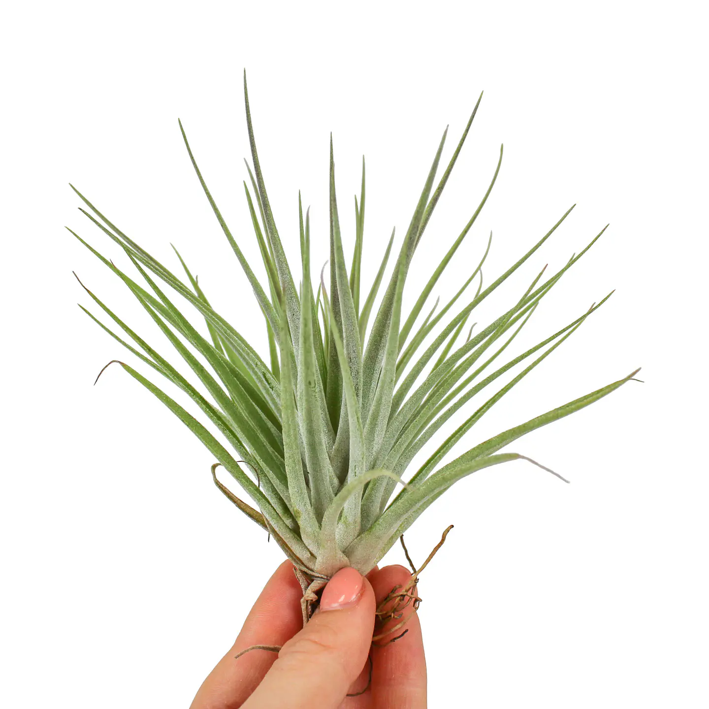 Tillandsia Kammii 1