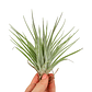 Tillandsia Kammii - thumbnail 1