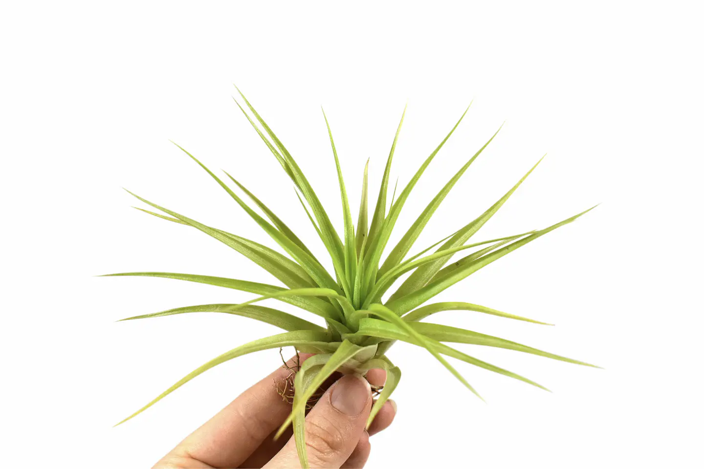 Tillandsia Multiflora Green 1