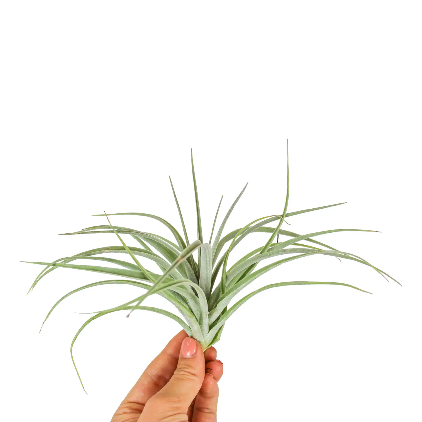 Tillandsia Pohliana 1