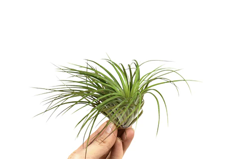 Tillandsia Stricta