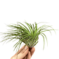 Tillandsia Stricta - thumbnail 1