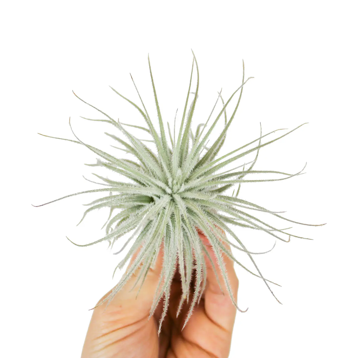 Tillandsia Tectorum 1