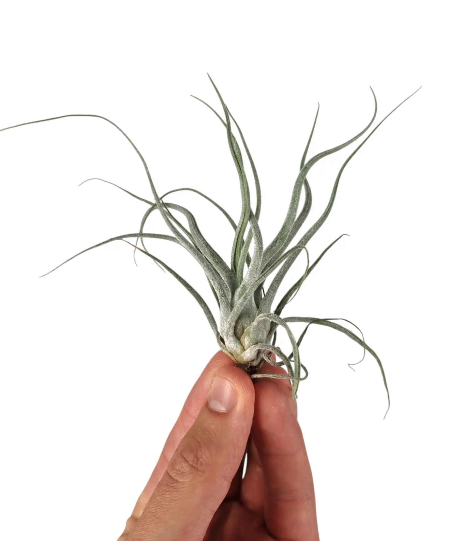 Tillandsia Ehlersiana - Air Plant 1