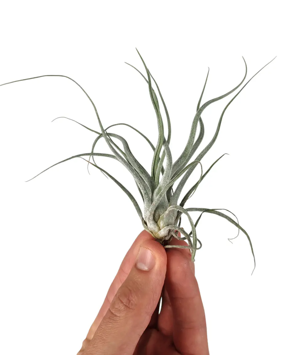 Tillandsia Ehlersiana - Air Plant 1