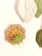 Wooden Stand with Moroccan Details and Air Plant - thumbnail 2