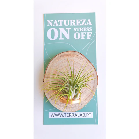 Suporte de Madeira Rústica com Meio Anel de Metal Dourado com Planta Aérea (Parede)