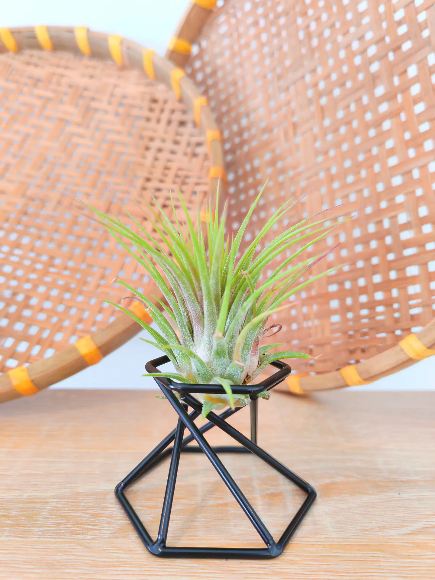 Suporte de Metal Geométrico para Plantas Aéreas 5