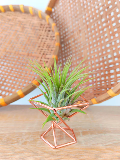 Suporte de Metal Geométrico com Planta Aérea