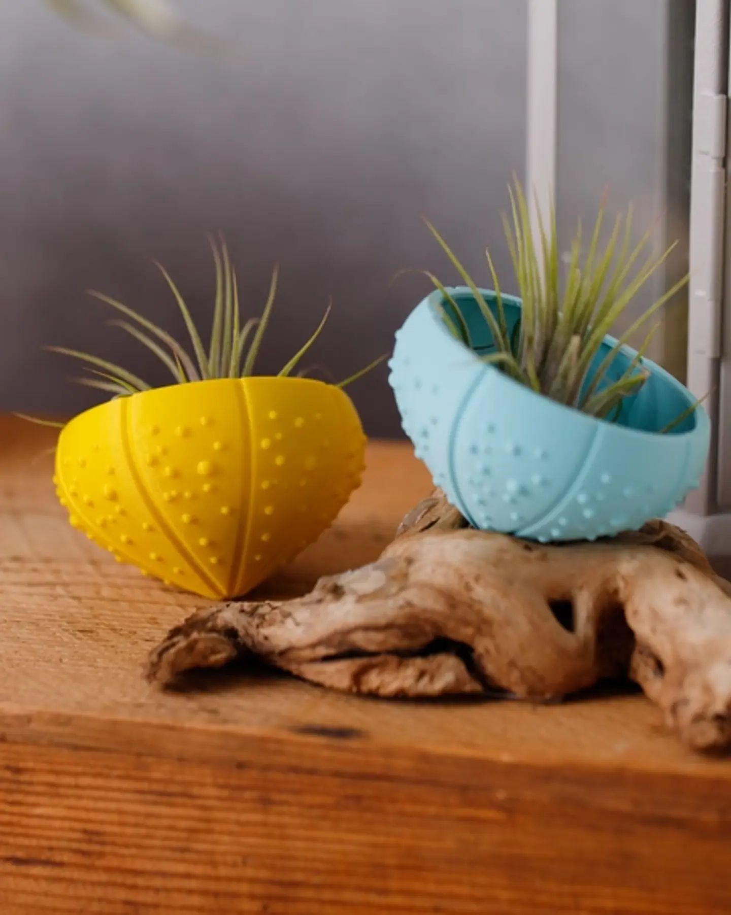 Suporte para Plantas Aéreas Sea Shell - 3D Impresso com PLA 4