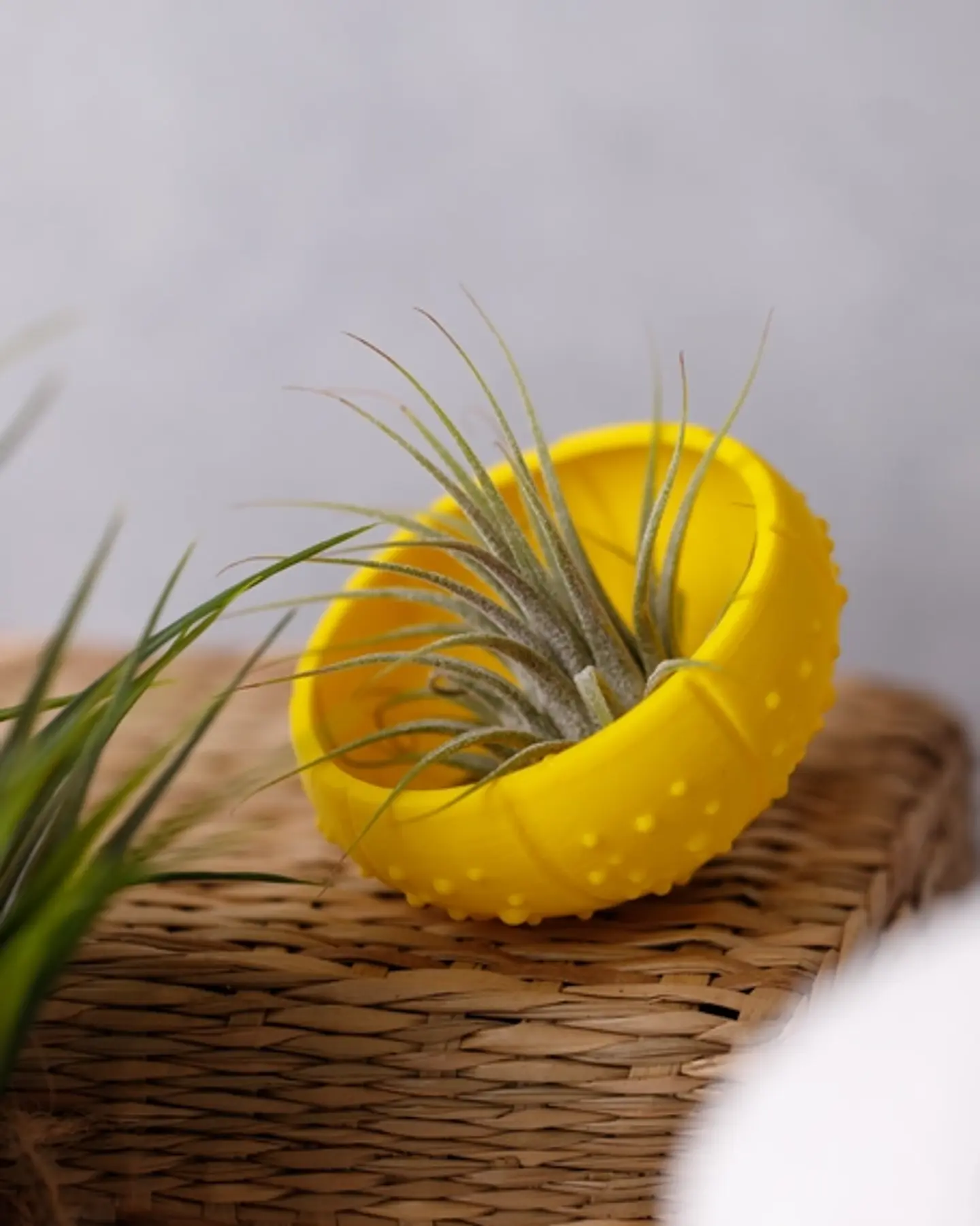 Suporte para Plantas Aéreas Sea Shell - 3D Impresso com PLA 5