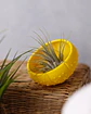 Suporte para Plantas Aéreas Sea Shell - 3D Impresso com PLA - Thumbnail 5