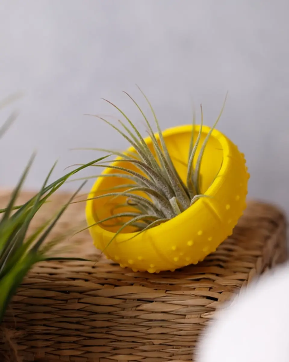Suporte para Plantas Aéreas Sea Shell - 3D Impresso com PLA 5