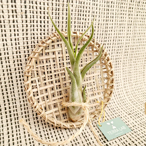 Suporte de Parede em Verga para Air Plants – Artesanal do Sri Lanka