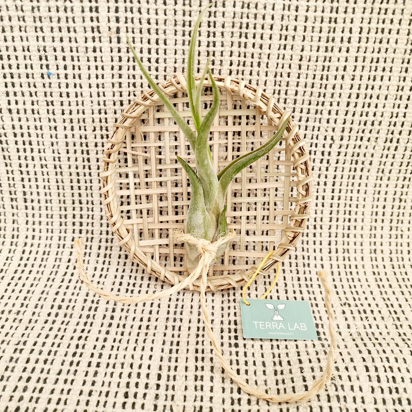 Suporte de Parede em Verga para Air Plants – Artesanal do Sri Lanka 4