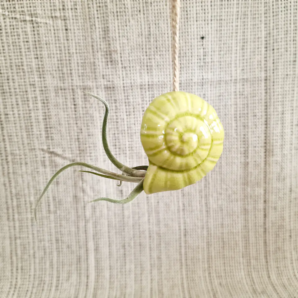 Suporte Suspenso em Cerâmica – Caracol para Air Plants 10