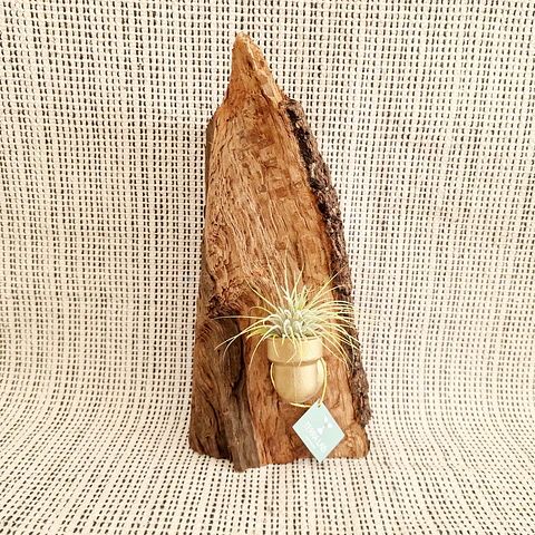 Suporte para Air Plant em Madeira de Azinho com Conector de Cobre + Air Plant
